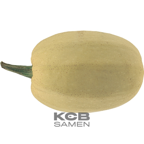 photo_Spaghettikuerbis_50910